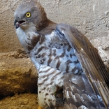Záchranná stanice při Zoo Brno slaví 10 let, každý rok pomůže tisícovce zvířat